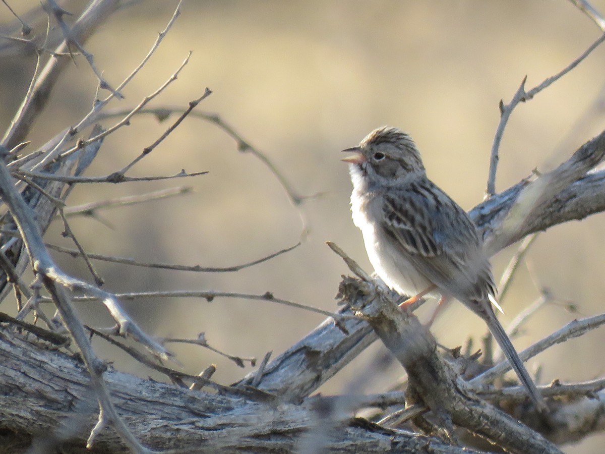 Brewer's Sparrow - ML323296581