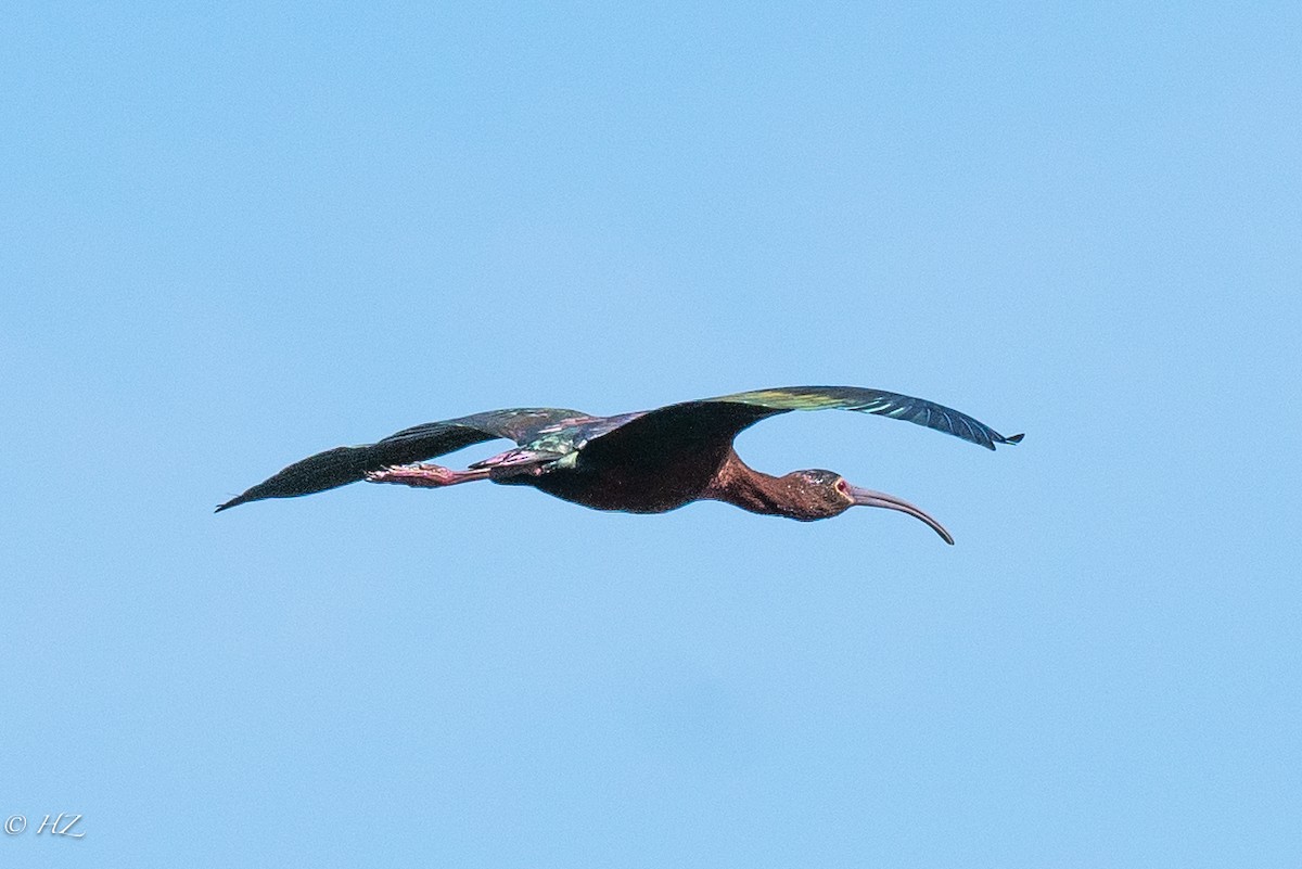 ibis americký - ML323297081