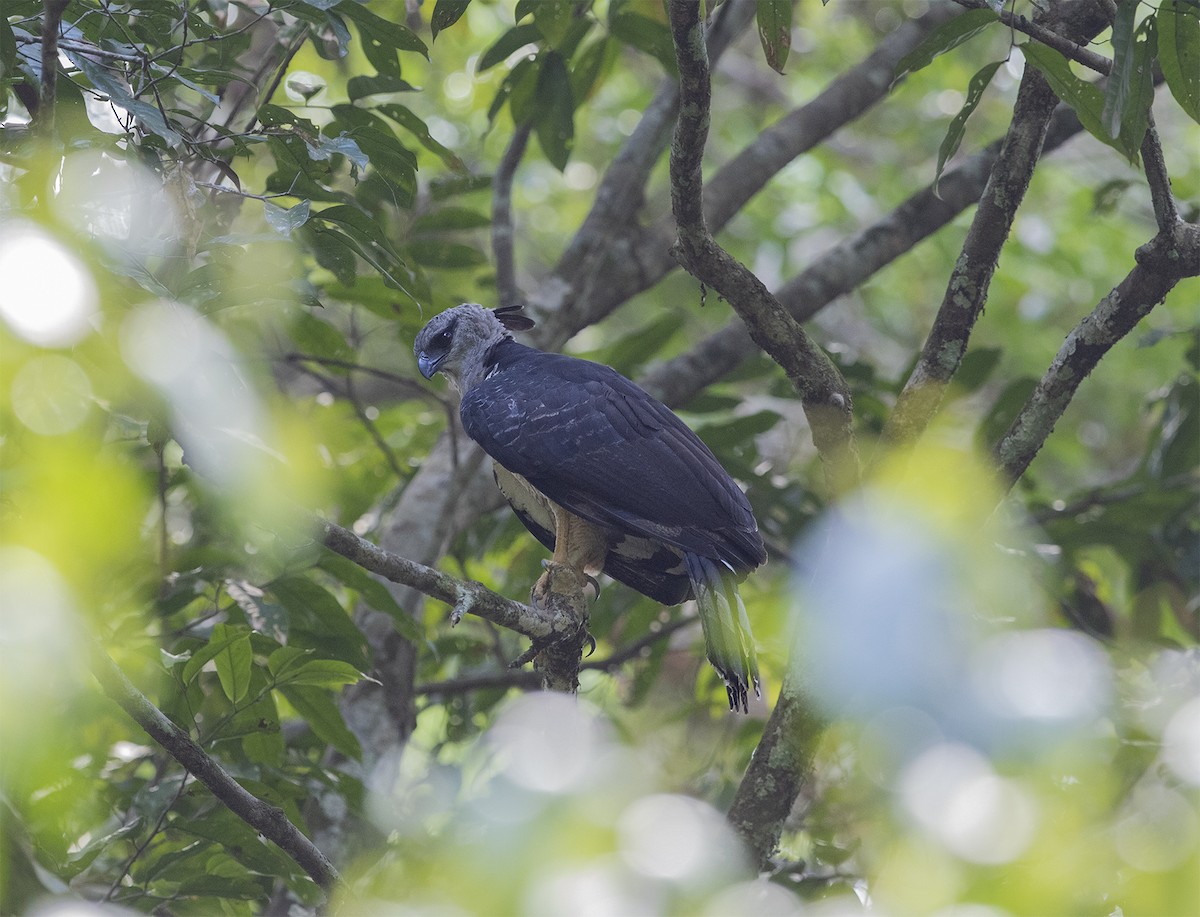 Crested Eagle - ML323297171