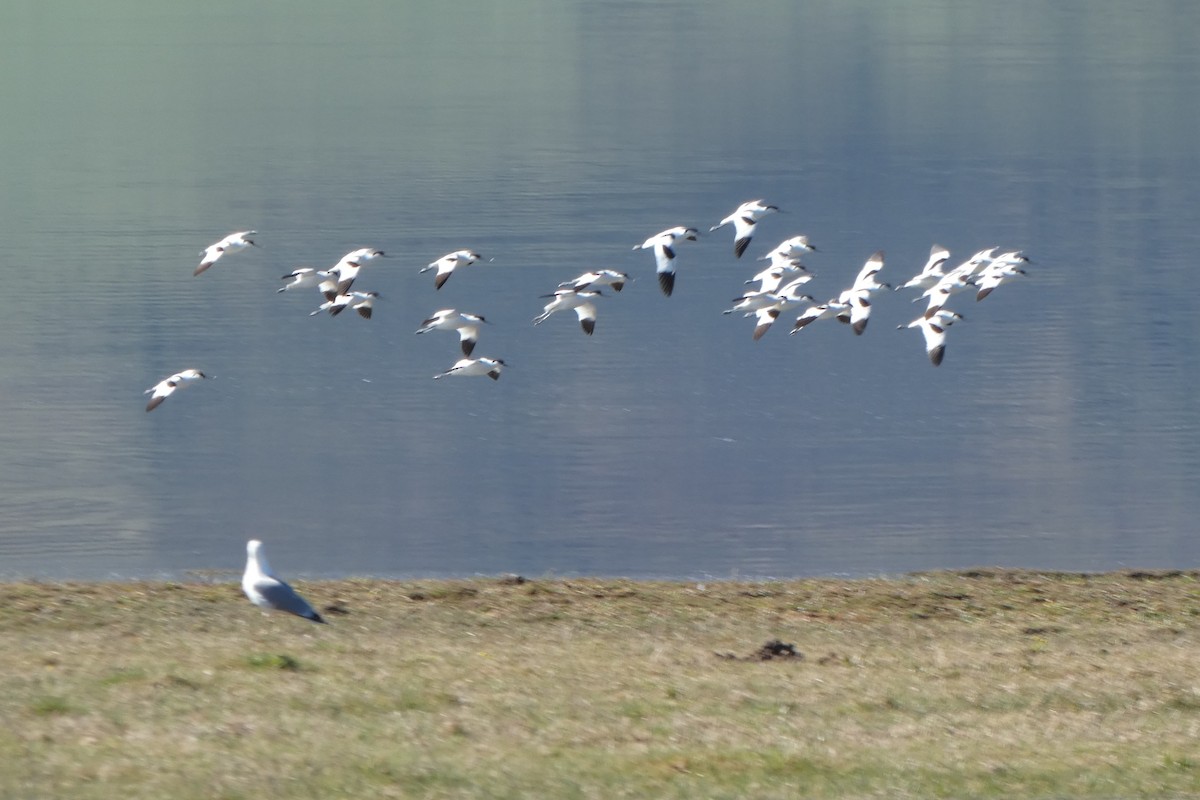 Алаг ээтэн - ML323297831