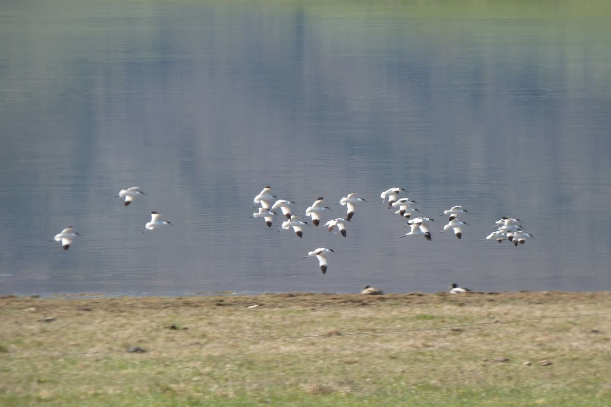 Алаг ээтэн - ML323297911