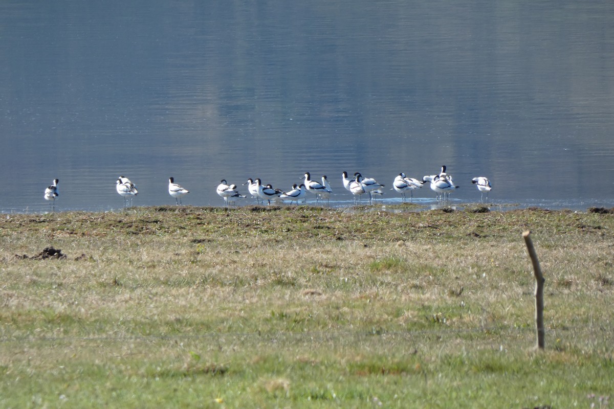 Алаг ээтэн - ML323297941