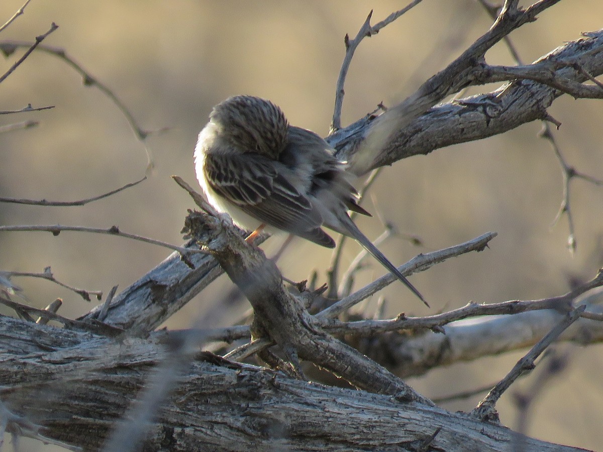 Brewer's Sparrow - ML323298521