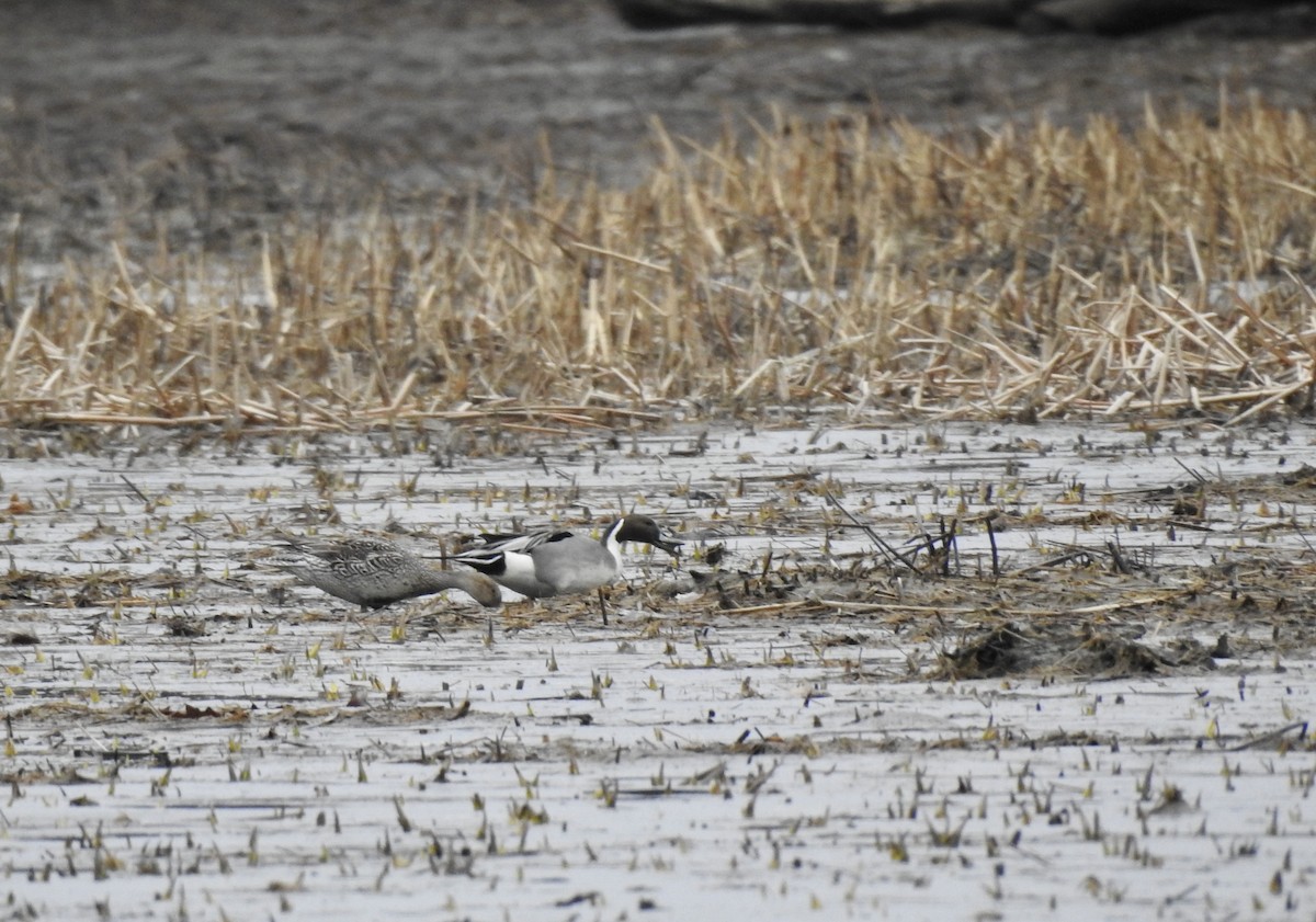 Northern Pintail - ML323299071