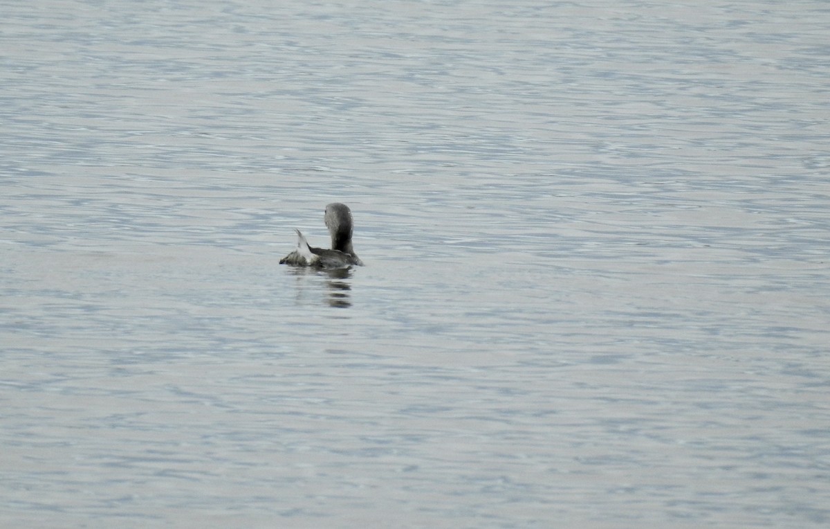 Pied-billed Grebe - Weston Barker