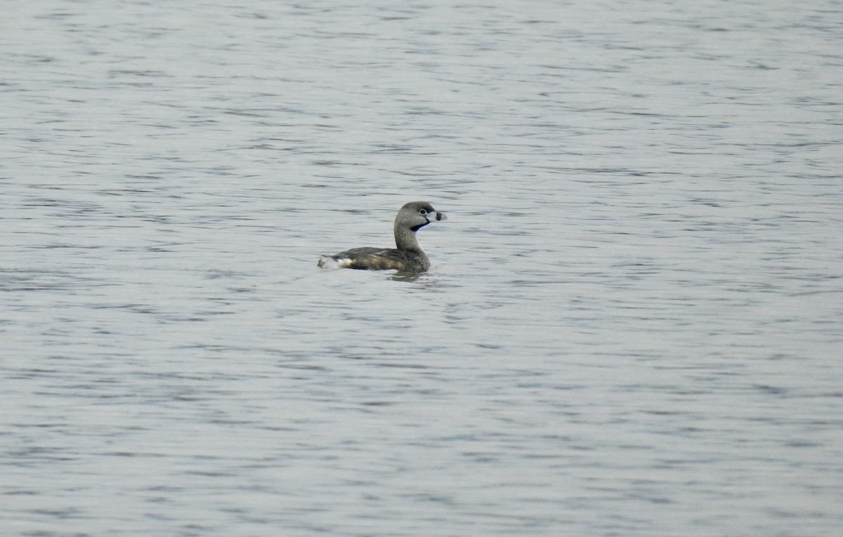 Pied-billed Grebe - Weston Barker