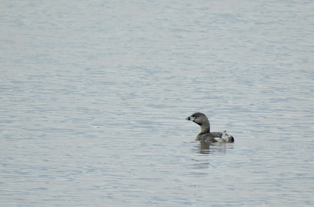 Pied-billed Grebe - ML323299171