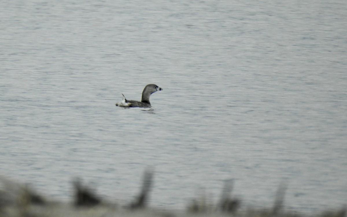 Pied-billed Grebe - ML323299181