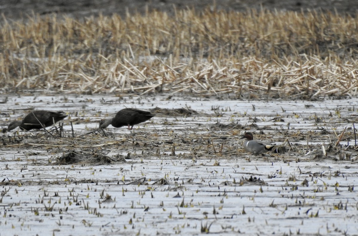 小水鴨(carolinensis) - ML323299461