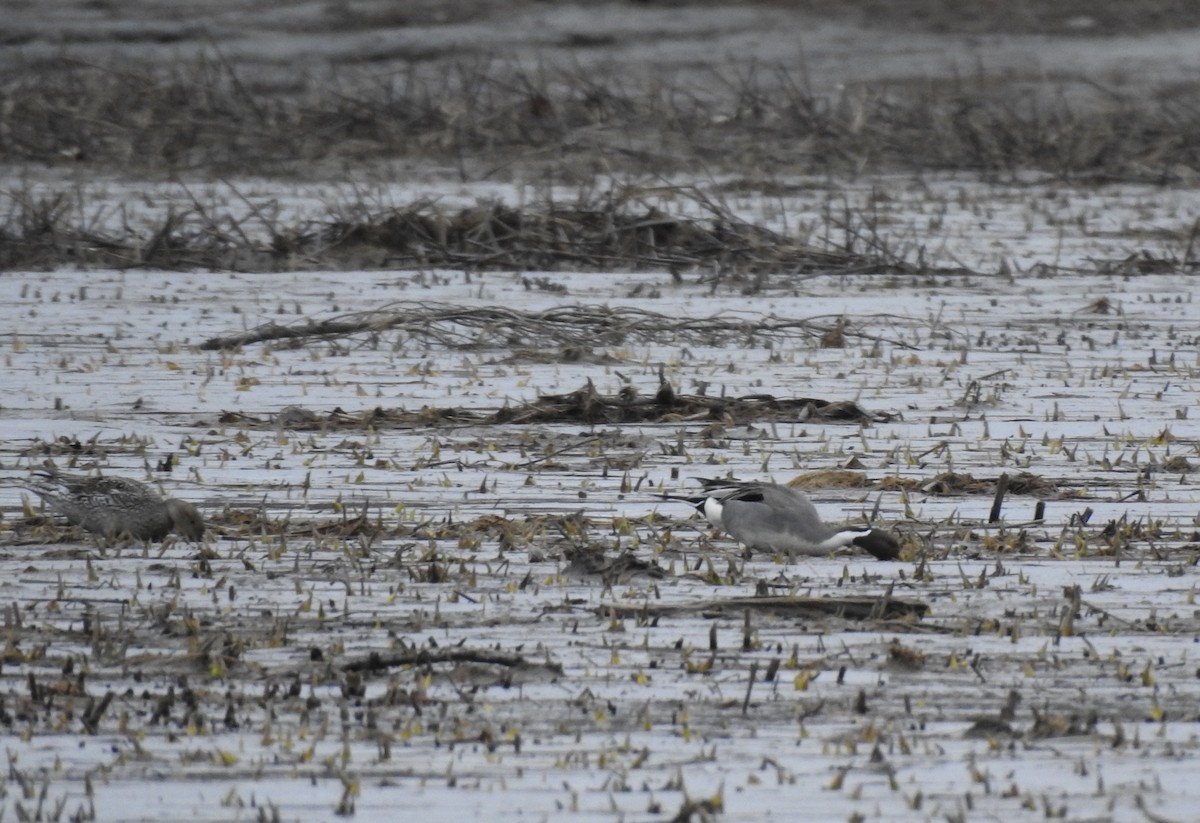 Northern Pintail - ML323299961