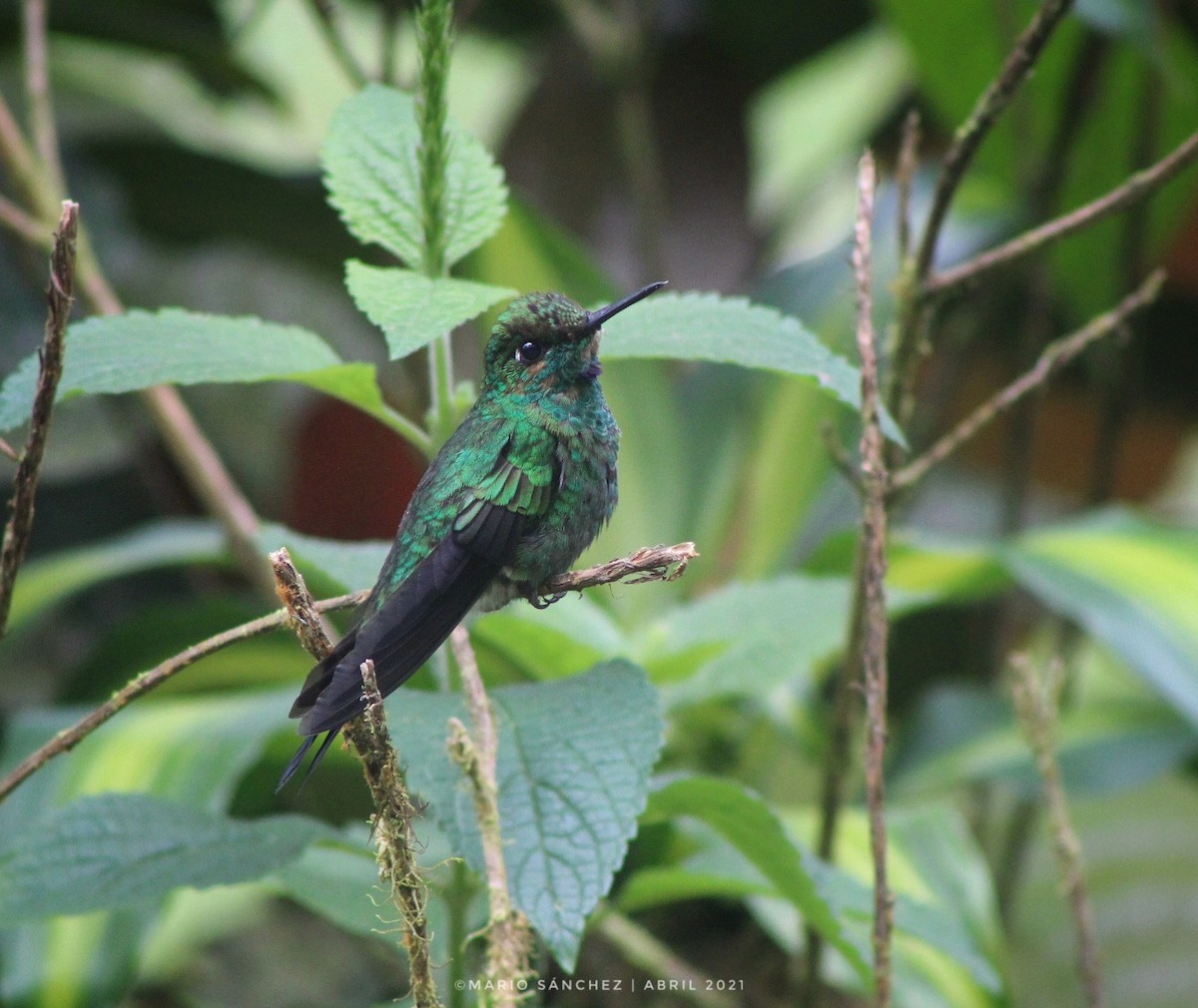 Green-crowned Brilliant - ML323301411