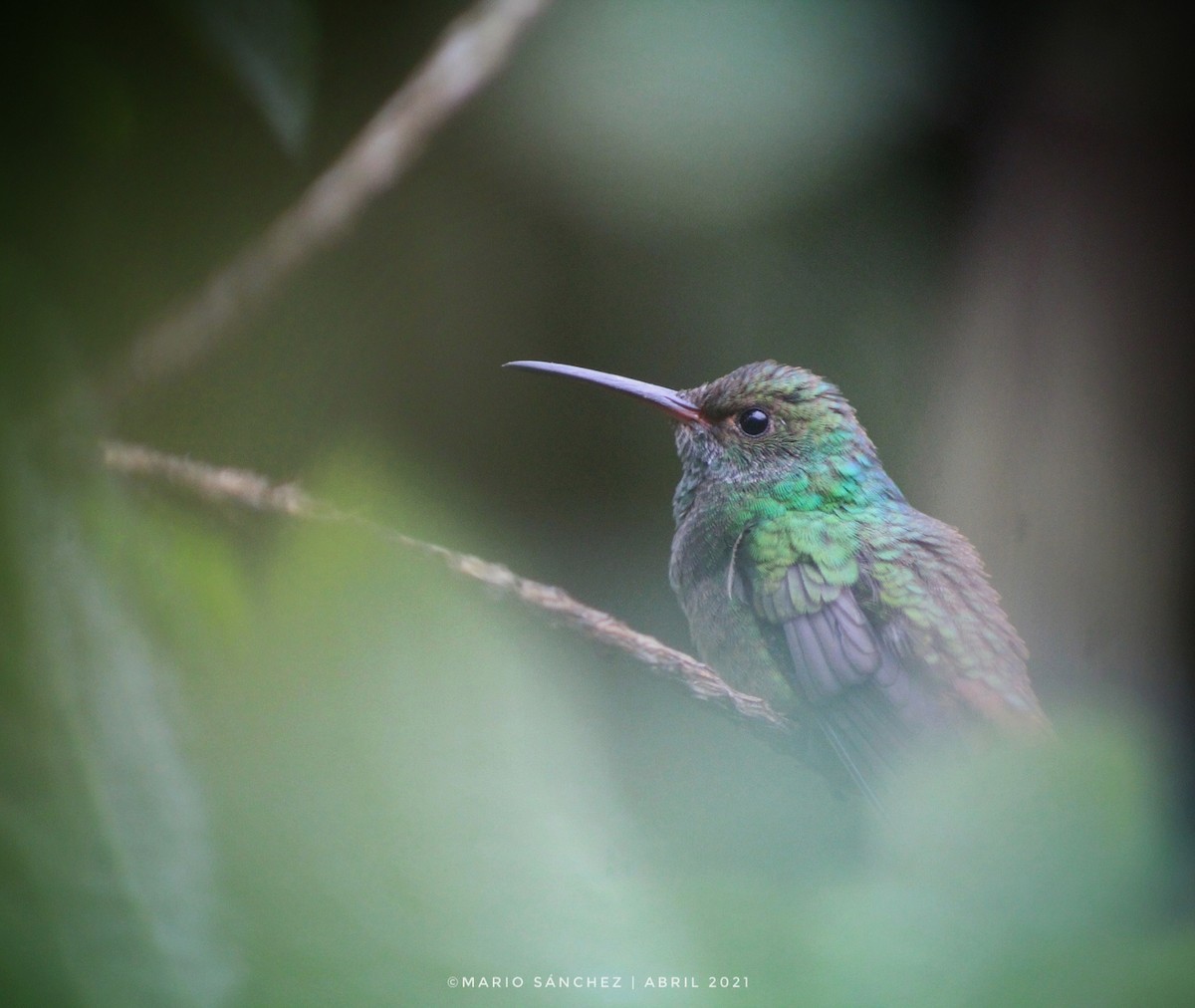 Rufous-tailed Hummingbird - ML323301451