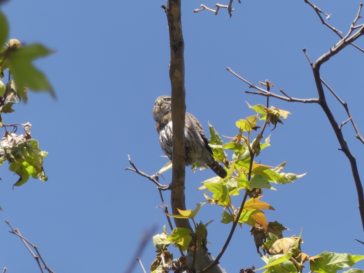 Northern Pygmy-Owl - ML323301671