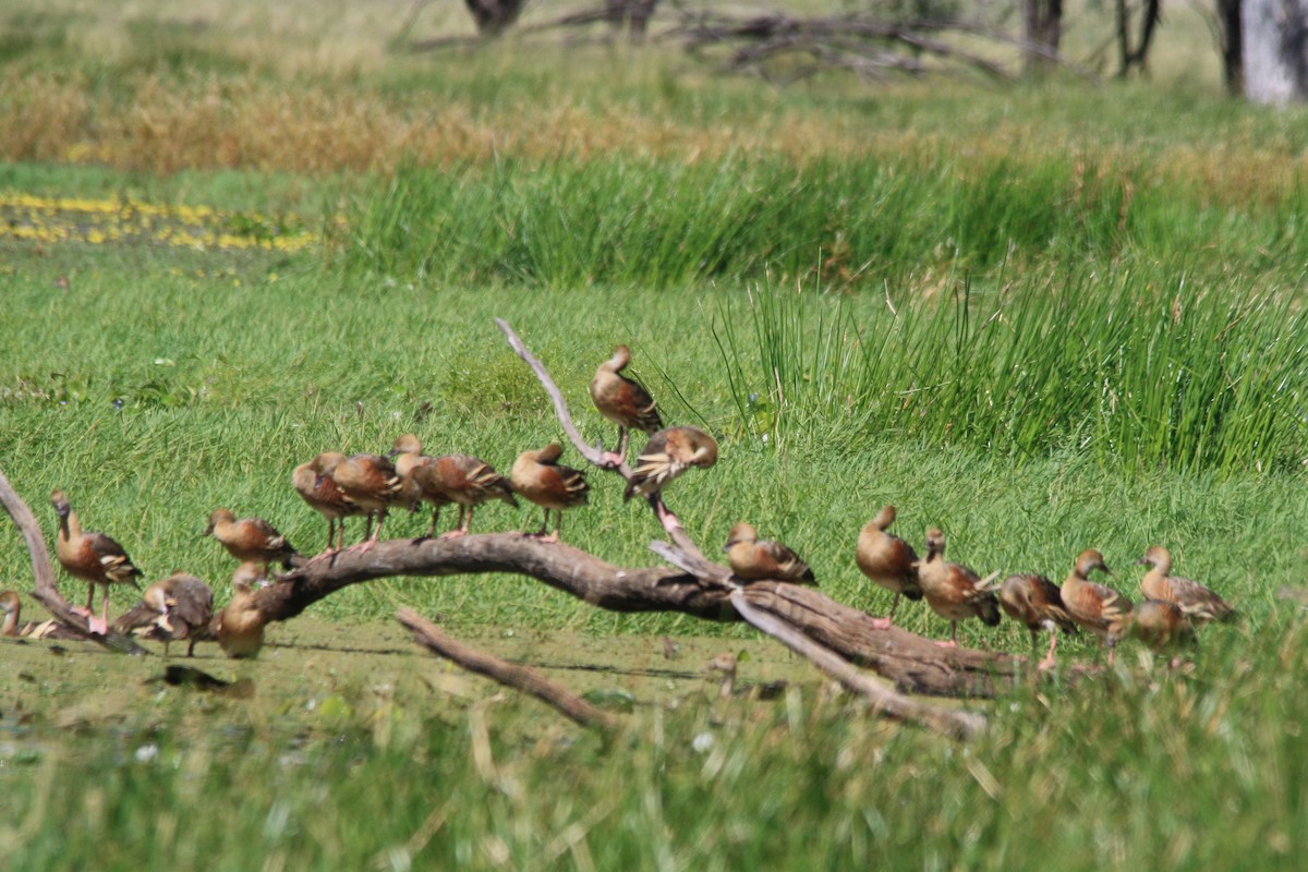 Plumed Whistling-Duck - ML323303591