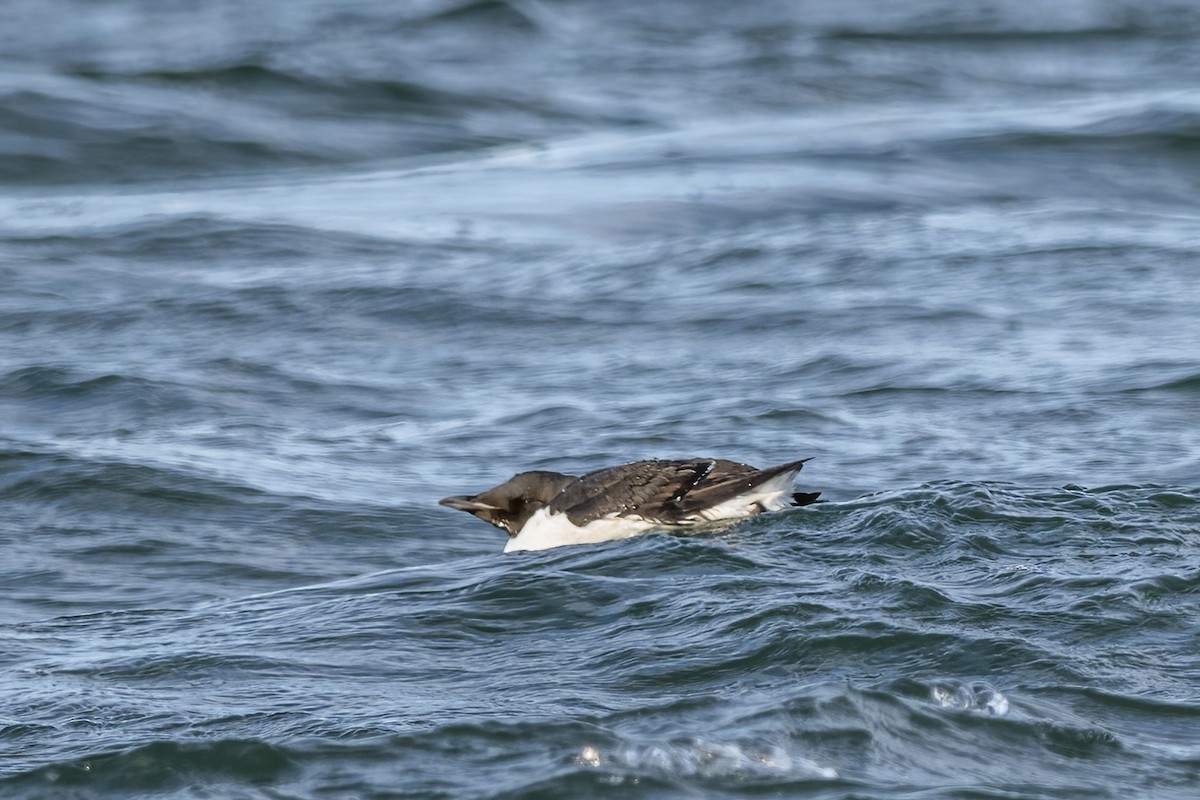 Thick-billed Murre - ML323304061