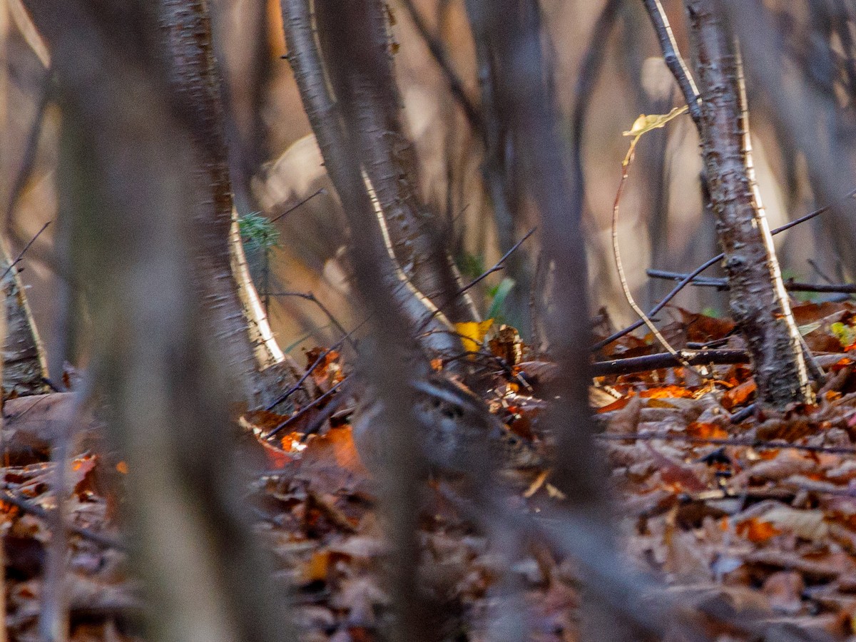 American Woodcock - ML323305561