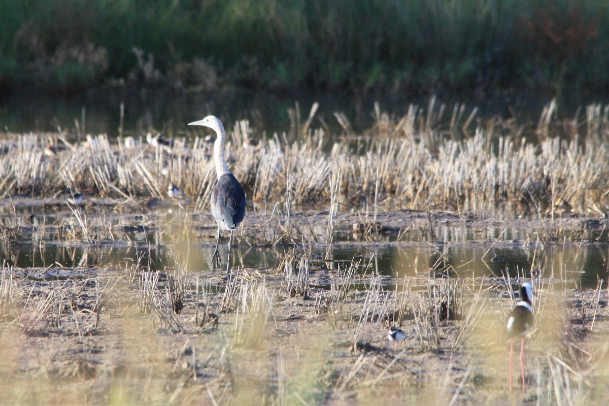 Pacific Heron - Michael  Willis