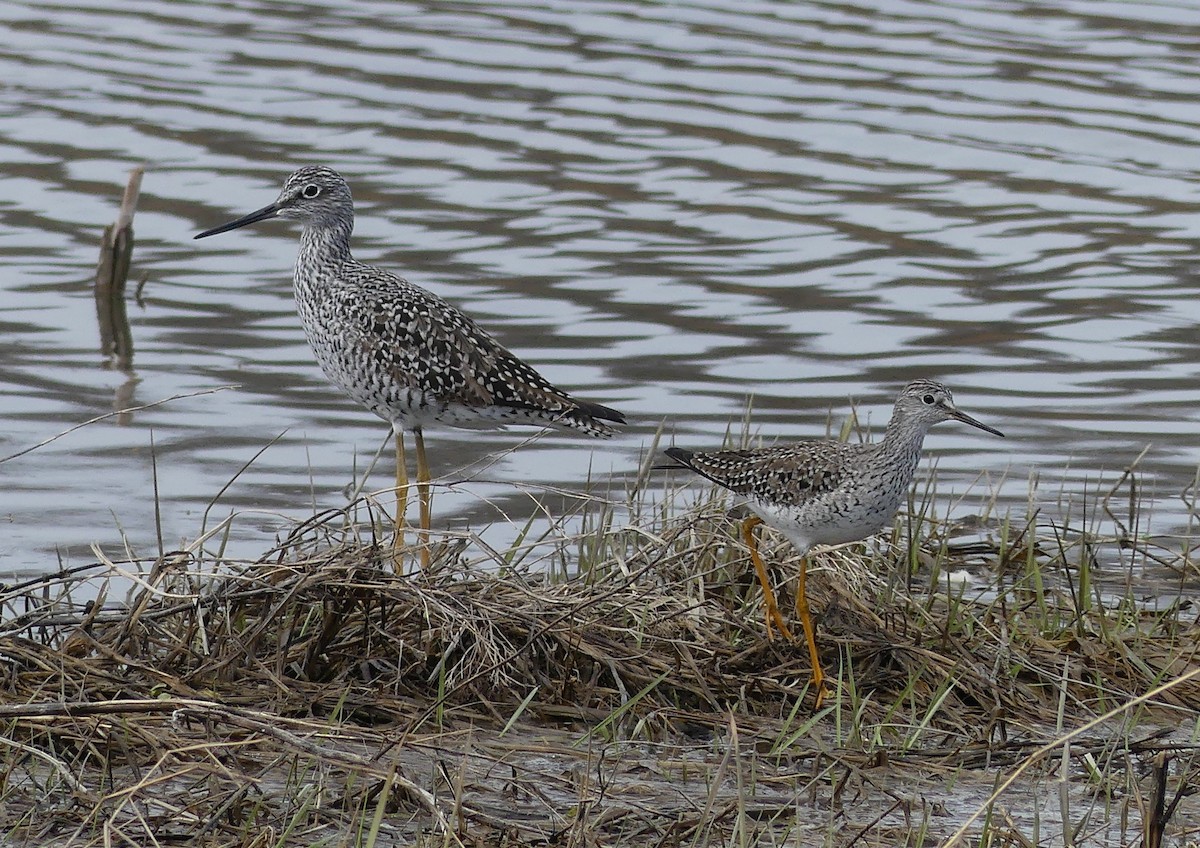 Lesser Yellowlegs - ML323305951