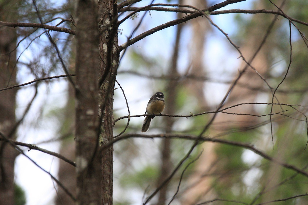 Gray Fantail - ML323308561