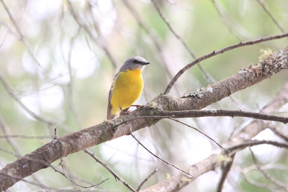 Eastern Yellow Robin - caleb decker