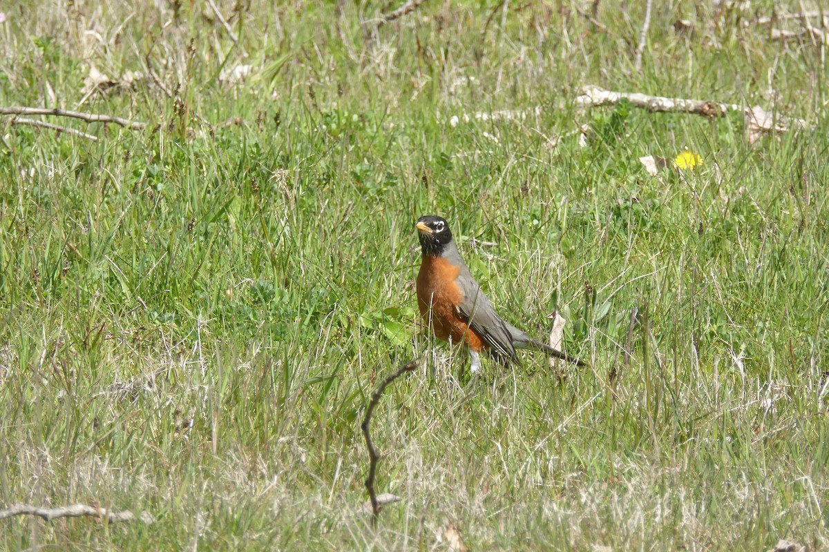 American Robin - ML323308991