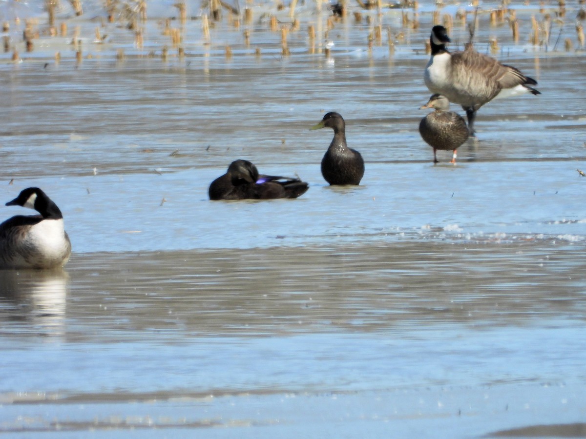 American Black Duck - ML323312211