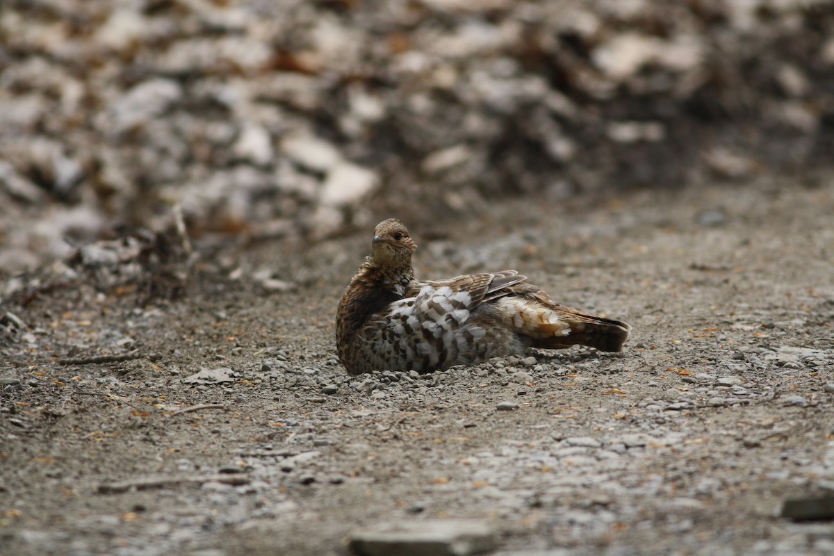 Ruffed Grouse - David Weber