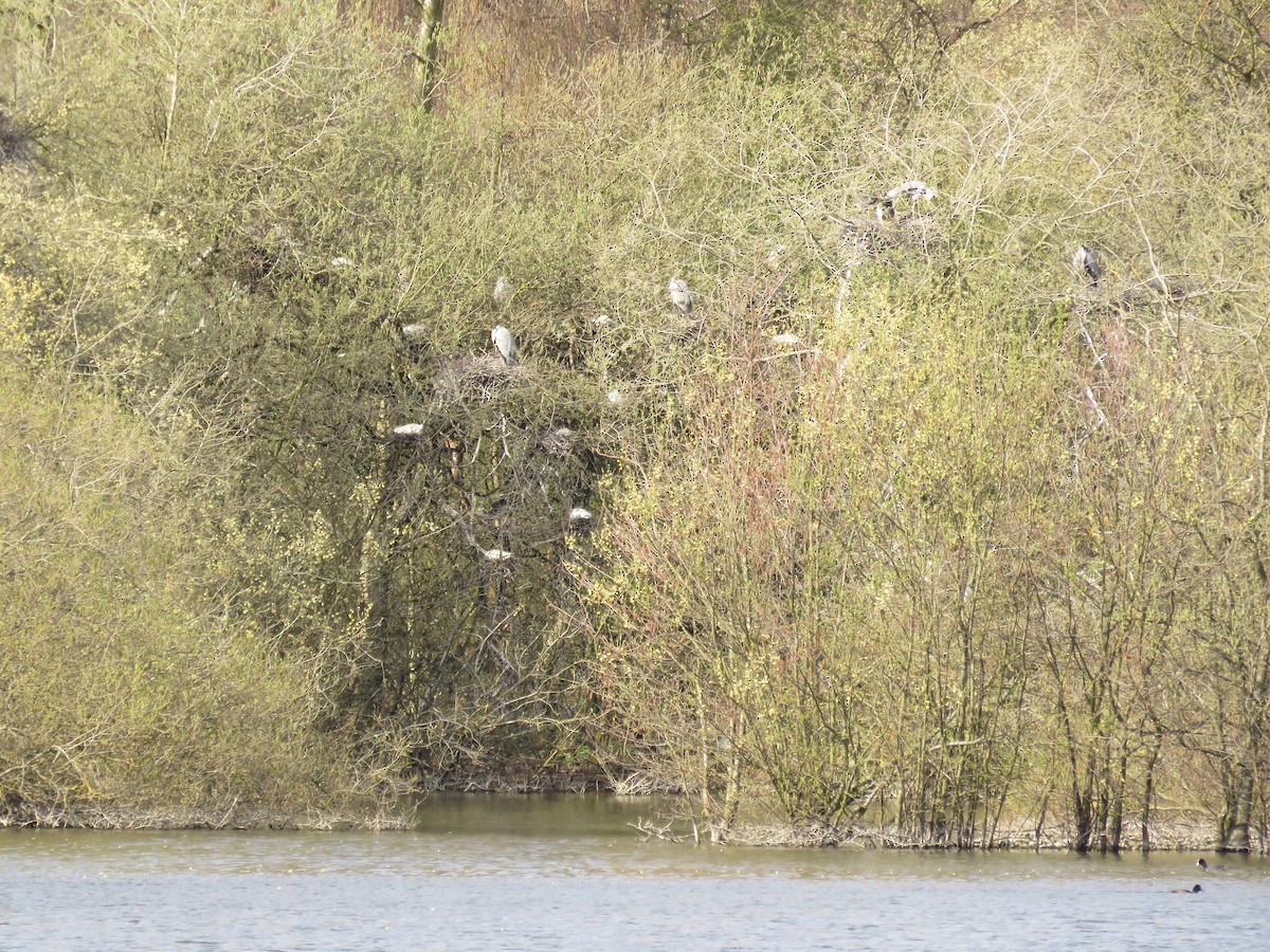 Little Egret - Lee Evans