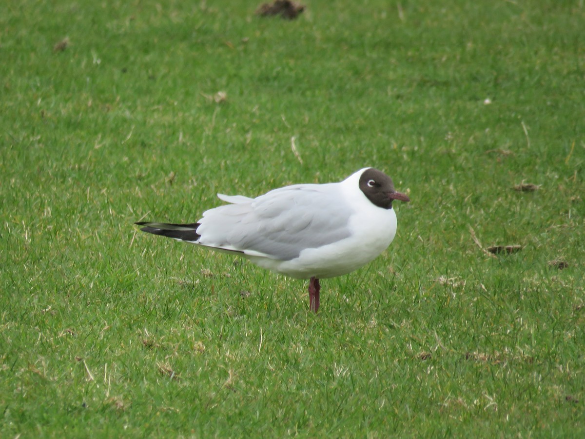 Mouette rieuse - ML323317131