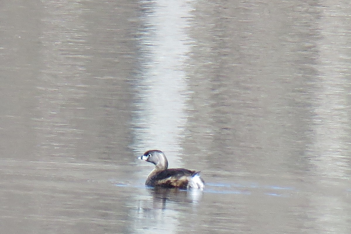 Pied-billed Grebe - Catherine Boisseau