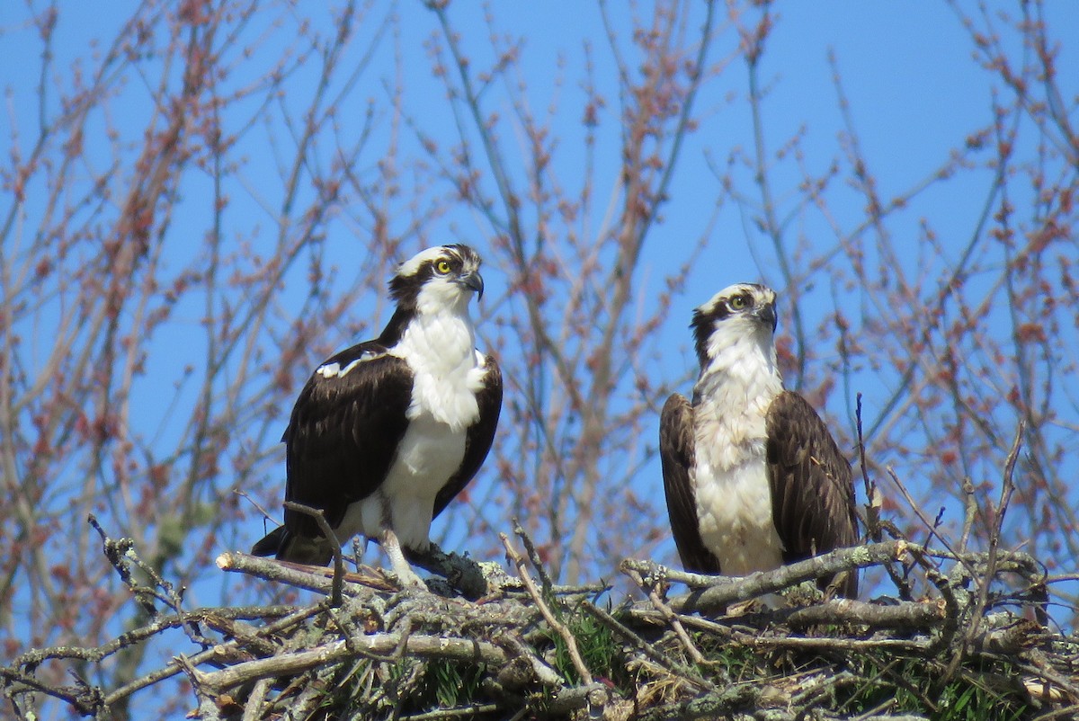 Osprey - ML323318451