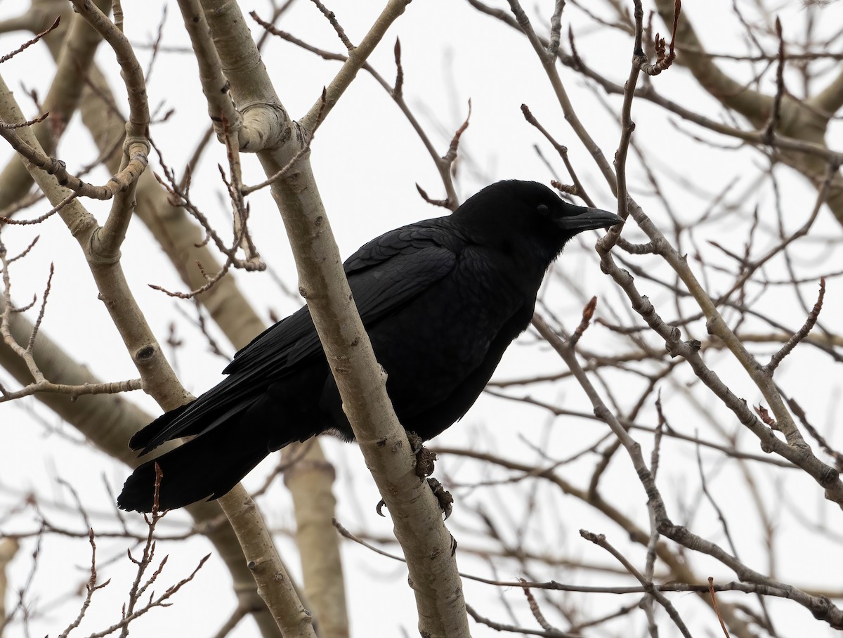 American Crow - Yannick Fleury