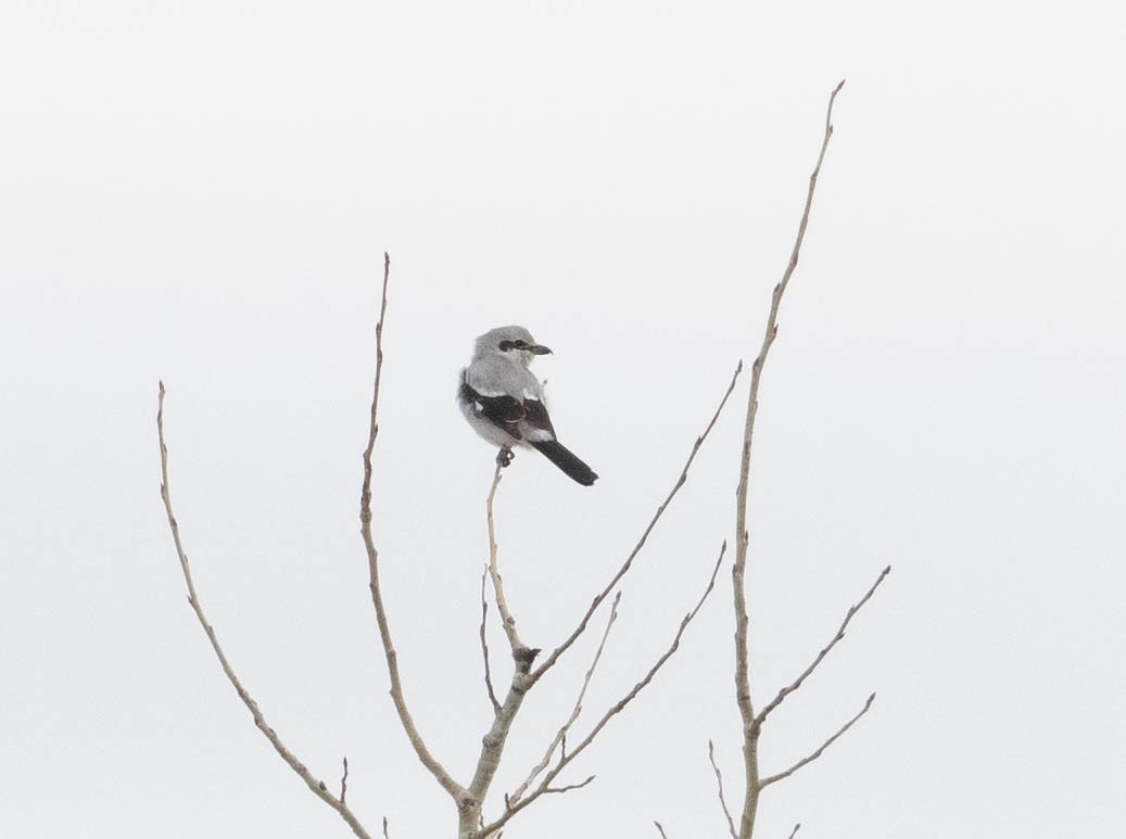 Northern Shrike - Yannick Fleury