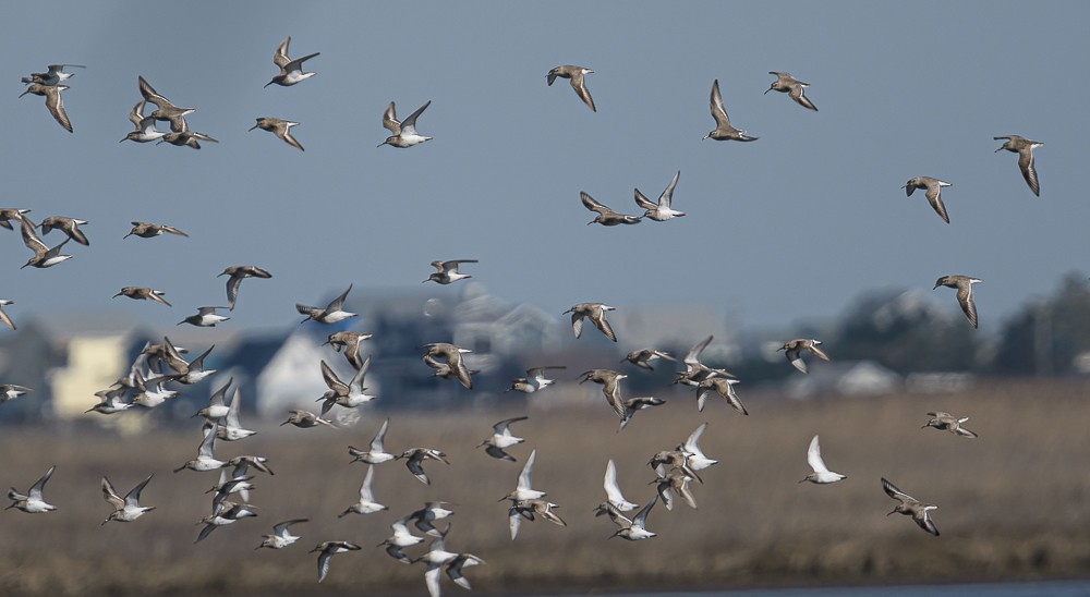 Dunlin - ML323326691