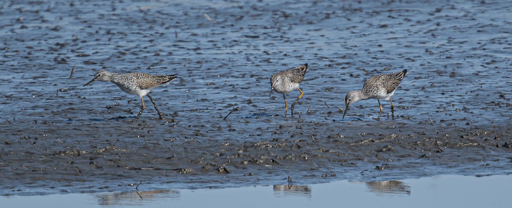 Greater Yellowlegs - ML323326711