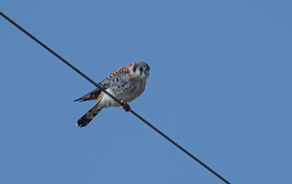 American Kestrel - ML323327121