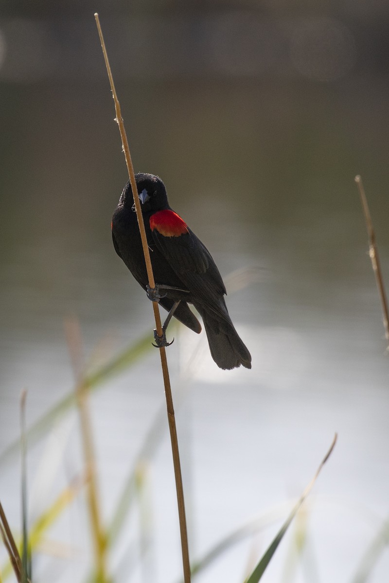 Red-winged Blackbird - Leia Hewitt
