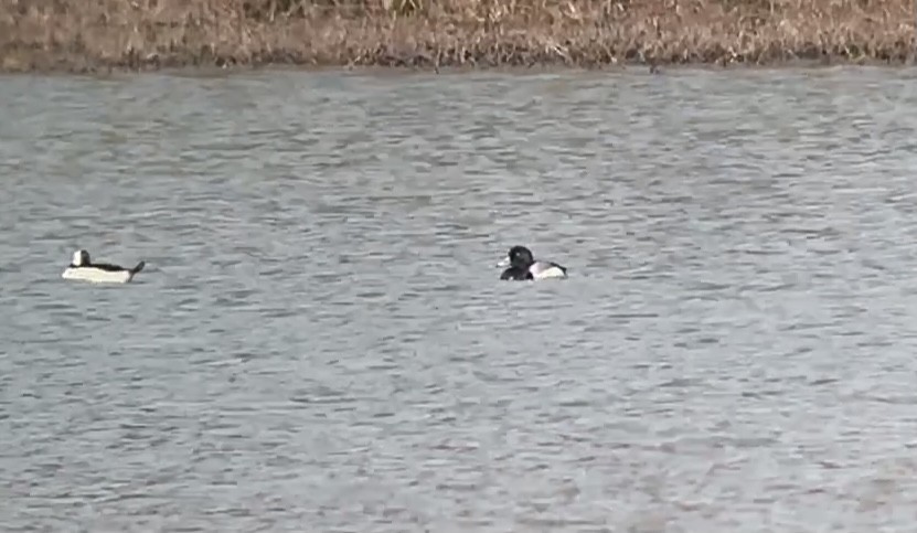 Greater Scaup - ML323329391