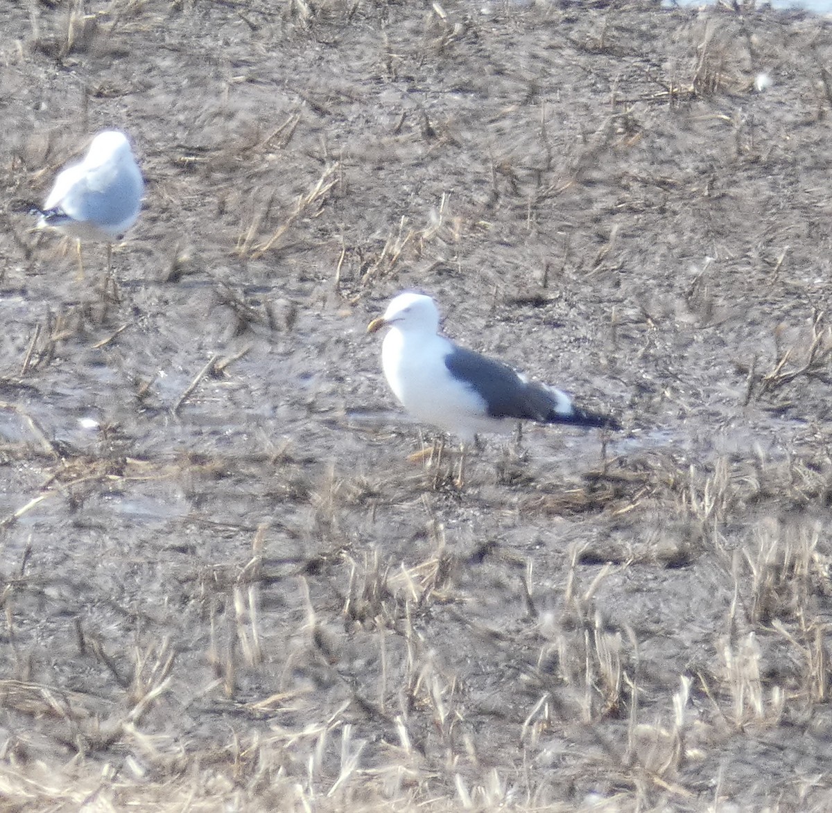 Lesser Black-backed Gull - ML323331841