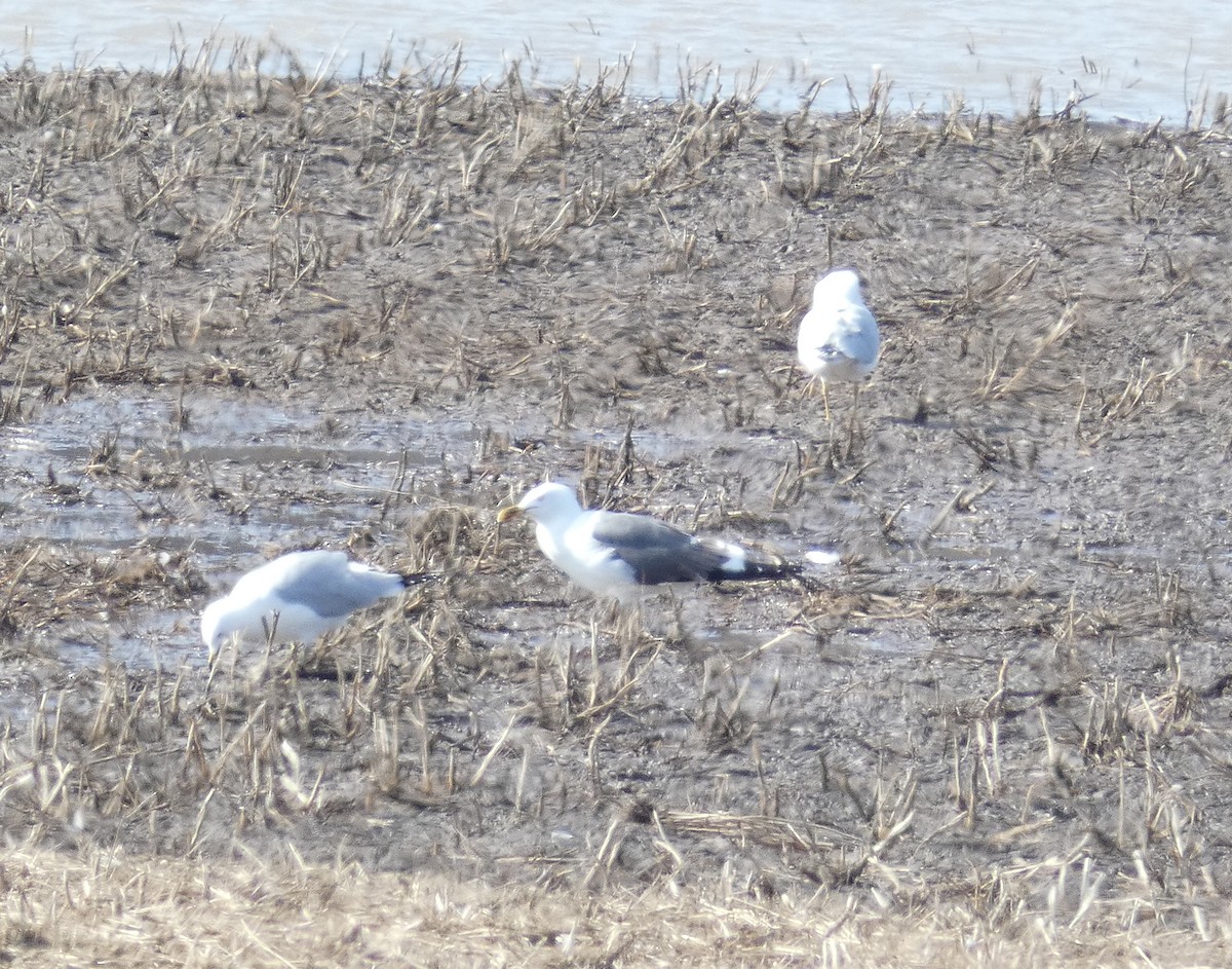 Lesser Black-backed Gull - ML323332091