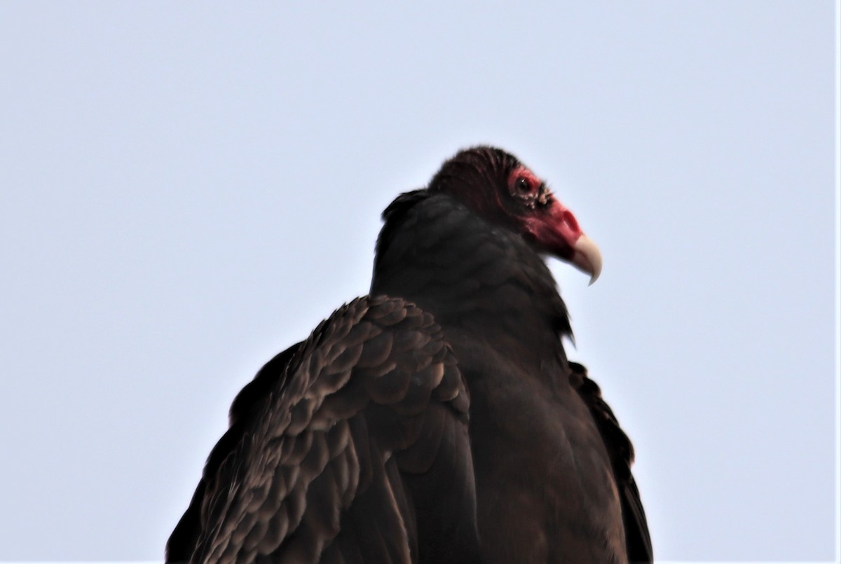 Turkey Vulture - ML323333451