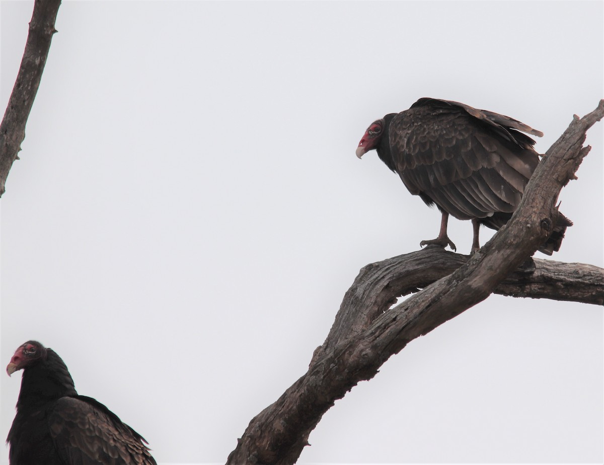 Turkey Vulture - ML323333521