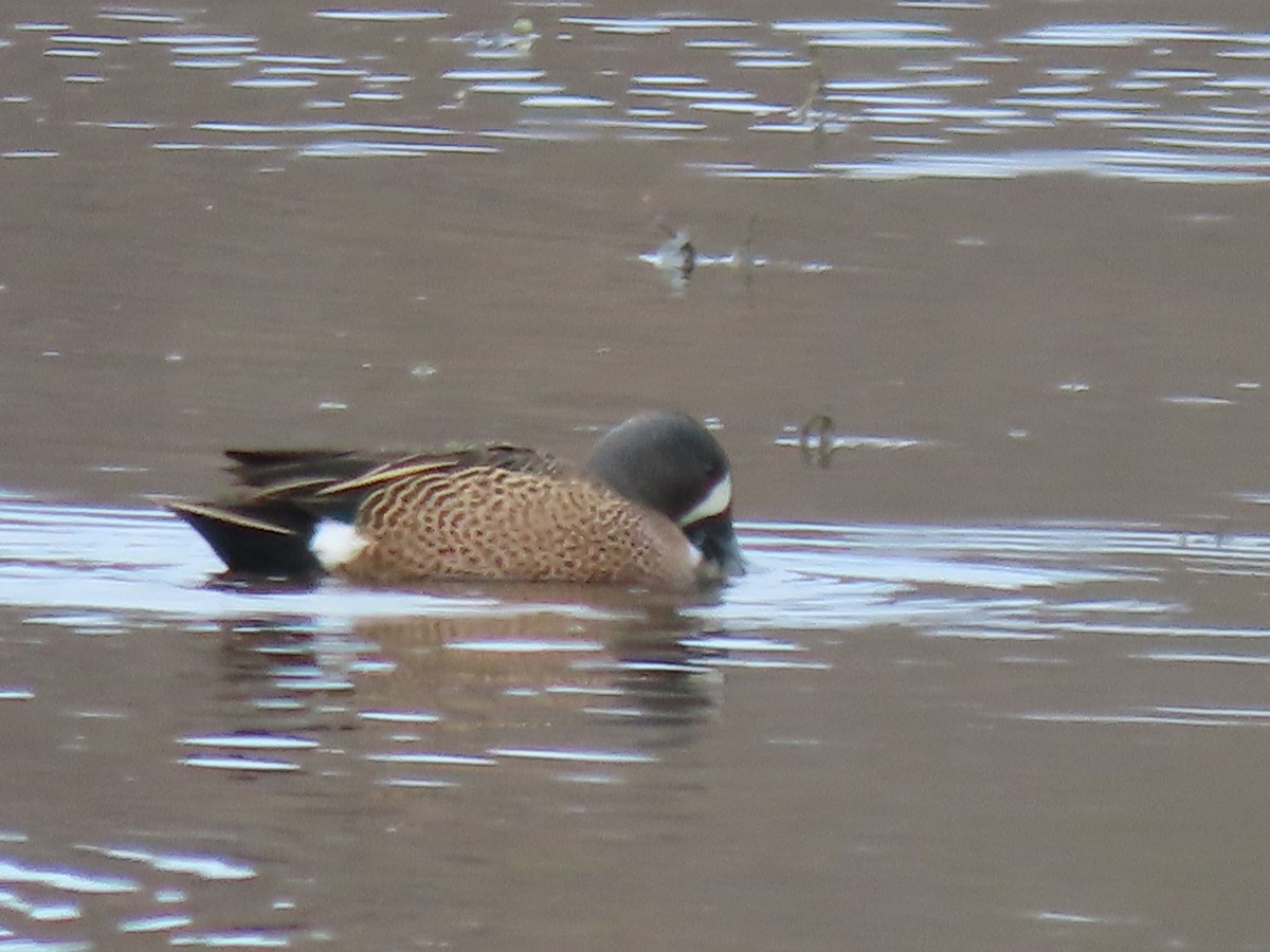 Blue-winged Teal - ML323333691