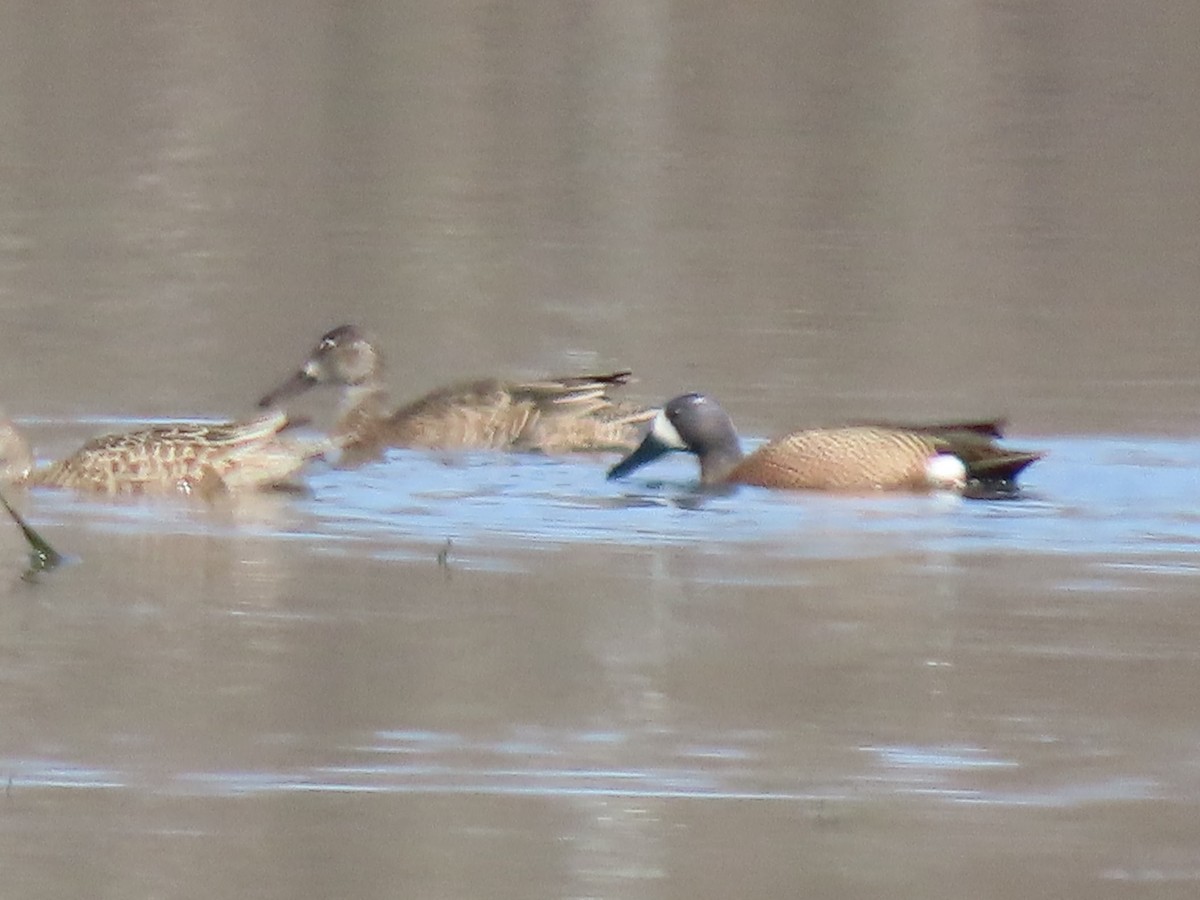 Blue-winged Teal - ML323333701