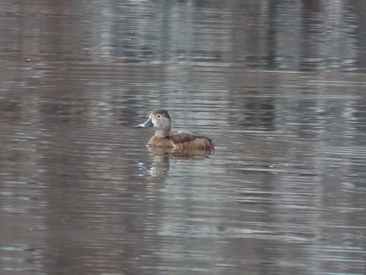 Ring-necked Duck - Richard Ward