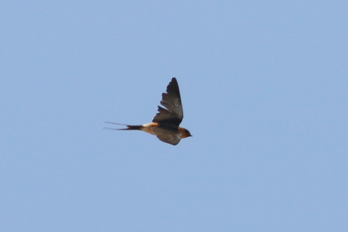 Red-rumped Swallow - ML323335211