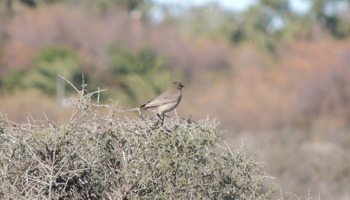 Gray-bellied Shrike-Tyrant - ML32333541