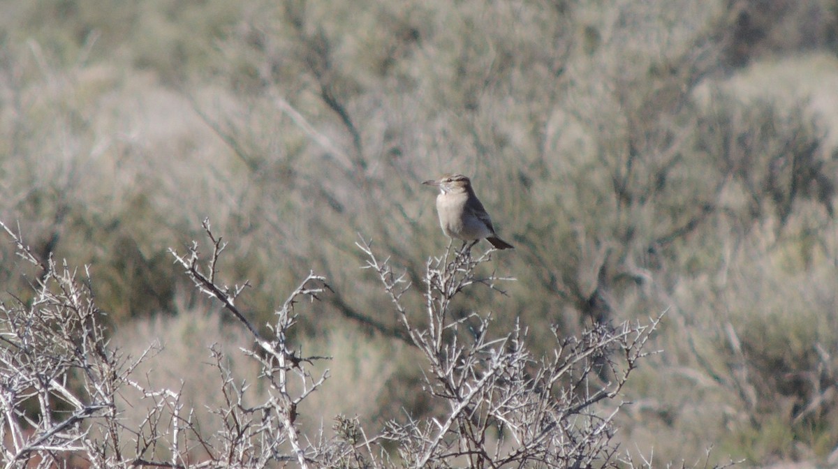 Gray-bellied Shrike-Tyrant - ML32333551