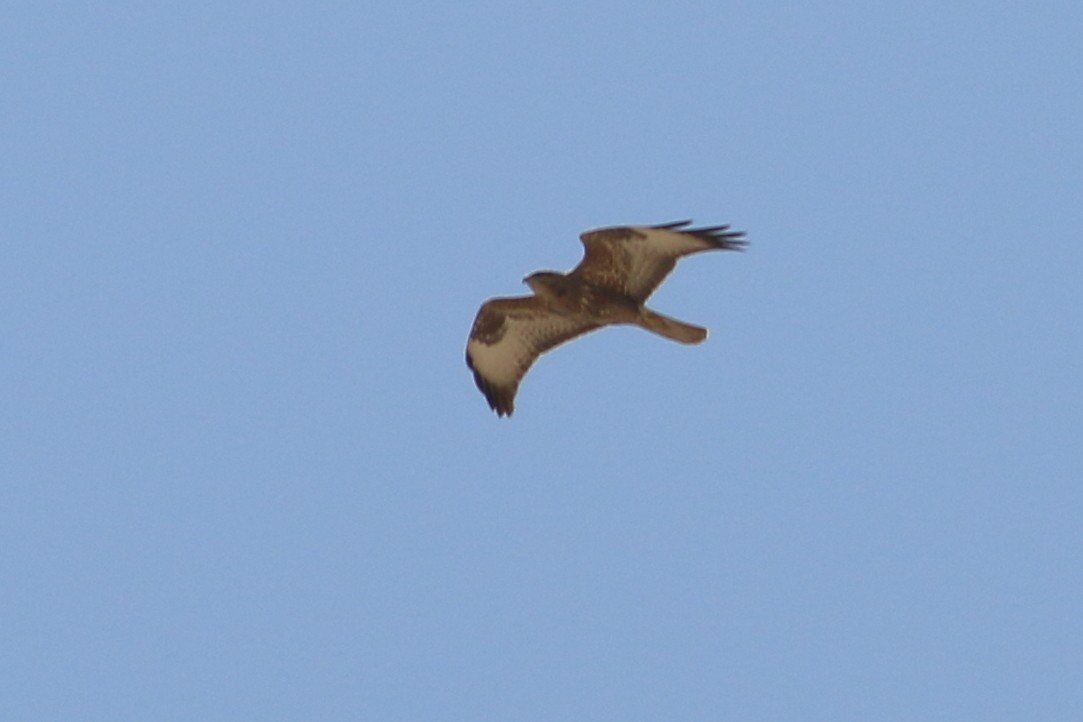 Common Buzzard (Steppe) - ML323335531