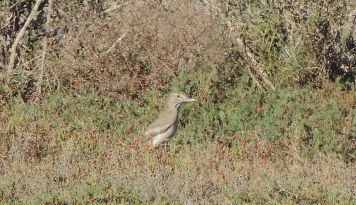 Gray-bellied Shrike-Tyrant - ML32333561